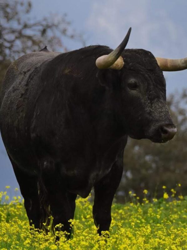 Toro bravo de Victorino Martín en la dehesa extremeña