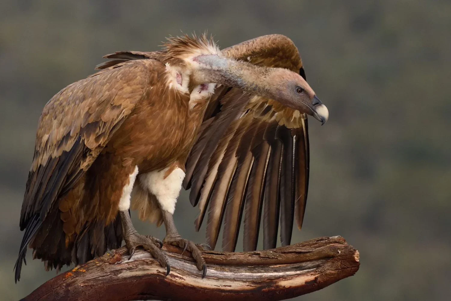 Birding del Buitre Leonado en el Parque Nacional Monfragüe